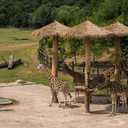 Ogród zoologiczny w Pradze, Praga