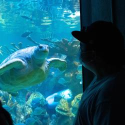 Akwarium New England Aquarium, Boston