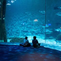 Aquarium of the Americas