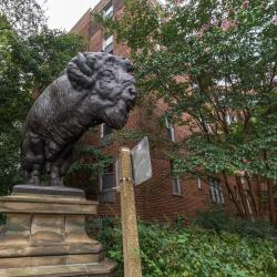 Estátua Buffaloes