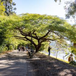 Brisbane Botanik Bahçeleri