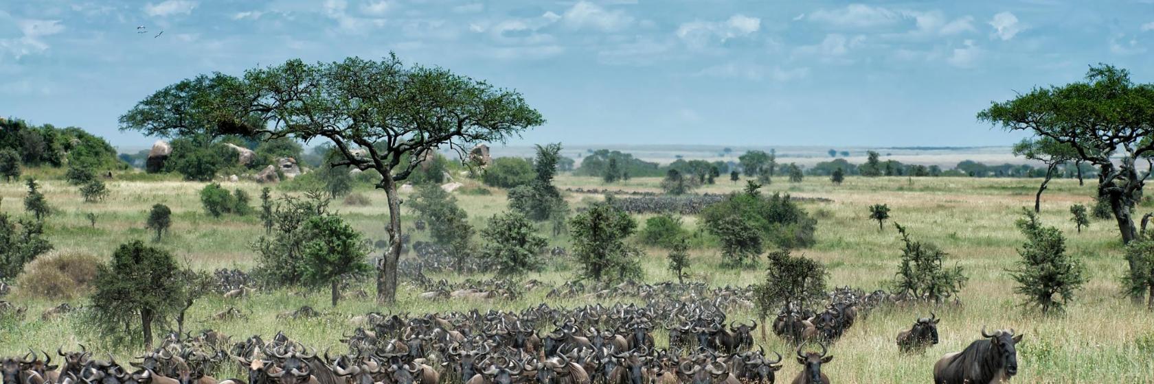 10 Top-Rated hotels in Serengeti, Tanzania