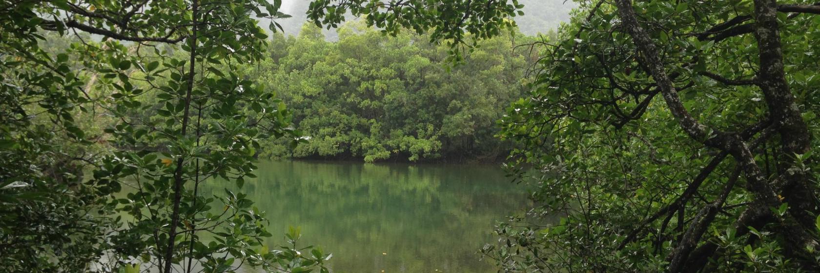 Daintree Rainforest Hotels with Guaranteed Best Rate