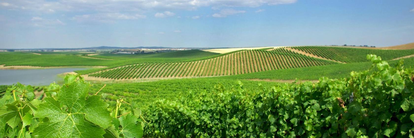 Recommended Hotels in Alentejo Wine Route, Portugal