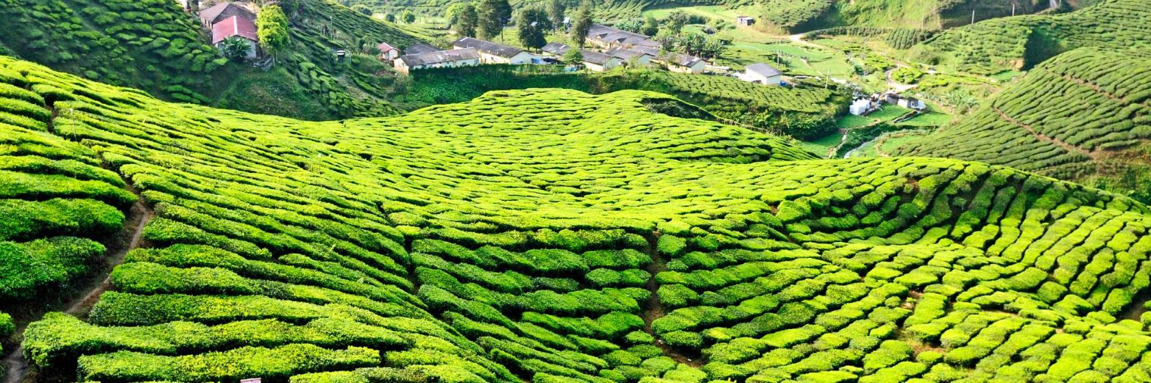 The 10 Best Cameron Highlands Hotels Where To Stay In Cameron Highlands Malaysia