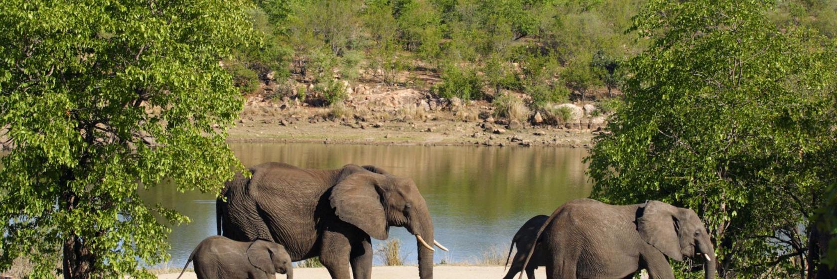 The 10 Best Kruger National Park Hotels — Where To Stay in Kruger