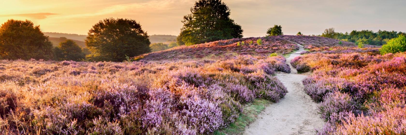 Top 10 best hotels in Hoge Veluwe National Park, Netherlands in 2023
