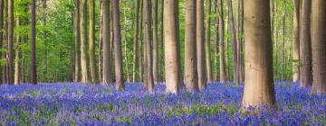 Hôtels dans cette région : Province du Brabant wallon