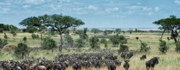 Hoteles en Serengeti