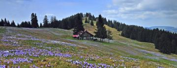 Ferienwohnungen in der Region Oberstaufen