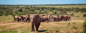 Lodges in Kariega Private Game Reserve