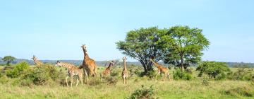 Smáhýsi á svæðinu Nairobi National Park