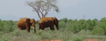 Shimba Hills National Reserve otelleri