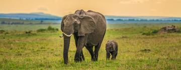 Hôtels dans cette région : Maasai Mara National Reserve