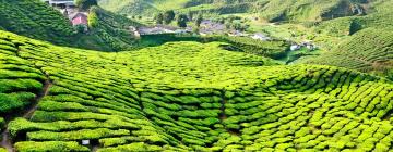 Hoteles en Cameron Highlands