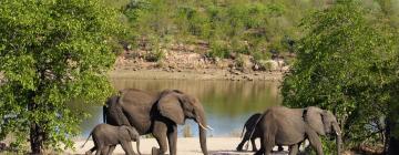 Hôtels dans cette région : Parc national Kruger