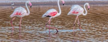 Hotéis de 5 estrelas em Reserva Natural da Ria Formosa