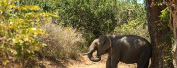 Villas in Yala National Park