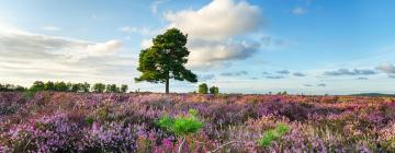 Chalets de montaña en New Forest