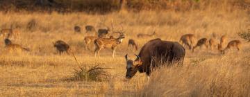 Hotels in Pench National Park