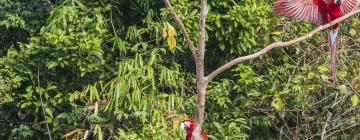 Chalés em: Floresta Amazônica