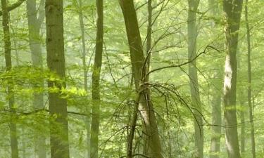 Pansioni sa uslugom doručka u regiji Forest of Dean