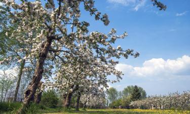 Bed and breakfasts en Betuwe