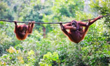 Hoteles en Kalimantan