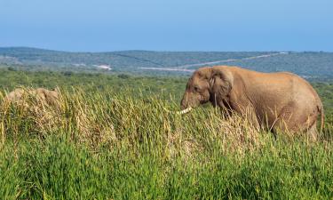 Hoteles en Parque Nacional de los Elefantes de Addo