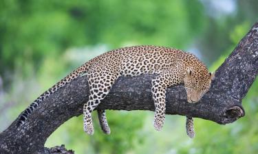 Hotel di South Luangwa National Park