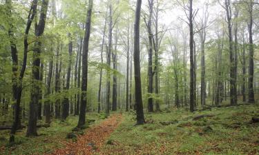 Ξενοδοχεία σε Düben Heath