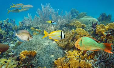 Viesnīcas reģionā Bonaire