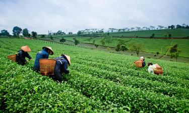 Farm Stays in Lam Dong