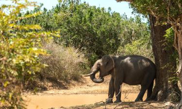 Hotels in Yala National Park