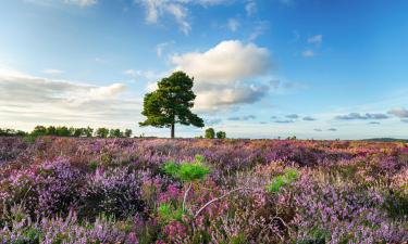 Hotels in New Forest