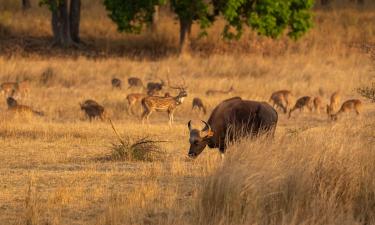 Pench National Parkのホテル