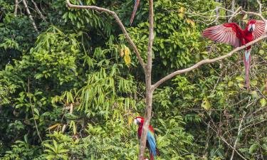 Homestays in Amazon Jungle