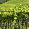 Pensionat i Alto Adige Wine Route