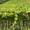 Alto Adige Wine Route – penzióny