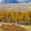 Hoteles que aceptan mascotas en Rondane