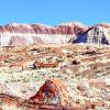 מלונות ידידותיים לחיות מחמד באזור Petrified Forest National Park