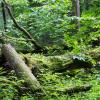 Landsteder i Los Alcornocales naturpark