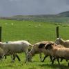 Hoteles en Bosque de Bowland