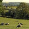 Pet-Friendly Hotels in Northamptonshire