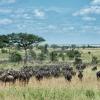 Hotellid regioonis Serengeti