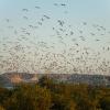 Hotels a Sir Bani Yas Island