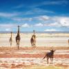 Hoteller i Etosha National Park