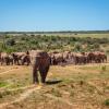 Hotels in Kariega Private Game Reserve