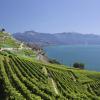 Apartments in Lavaux