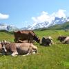 Hotel di Melchsee Frutt